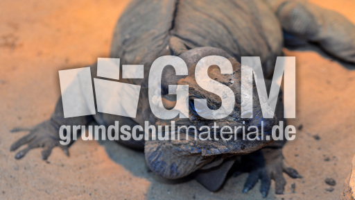 Nashornleguan (3).jpg